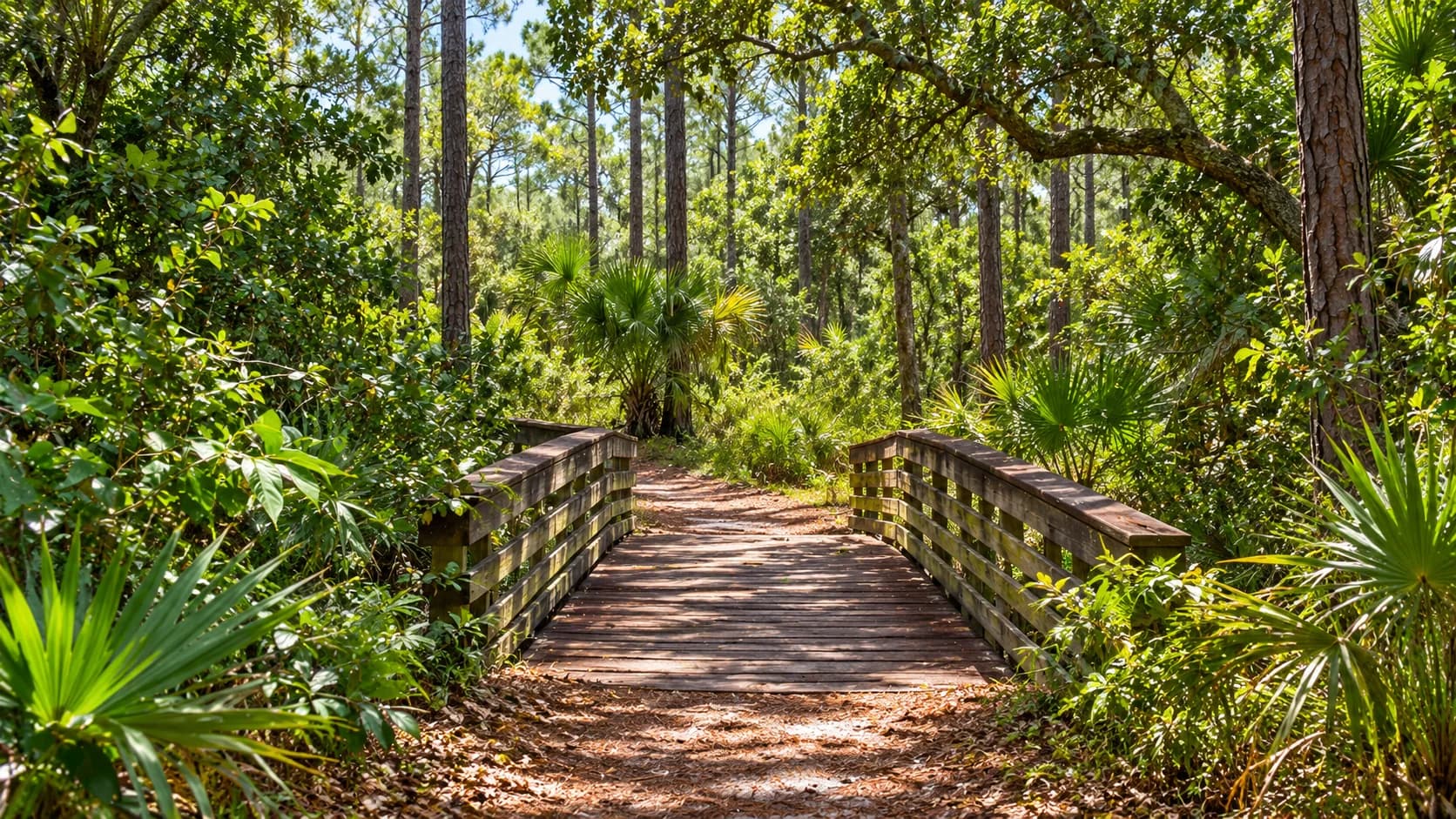 Editorial illustration of a shaded trail by the South Fork at Halpatiokee Regional Park