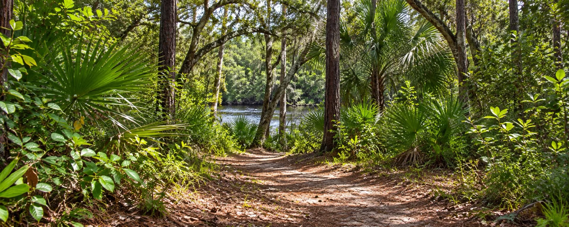 Editorial illustration of a wooded trail in Halpatiokee Regional Park