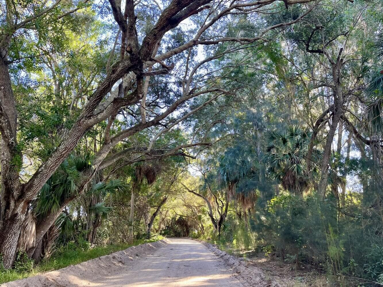 Canopy-covered sandy stretch of Historic Jungle Trail in Wabasso, Florida